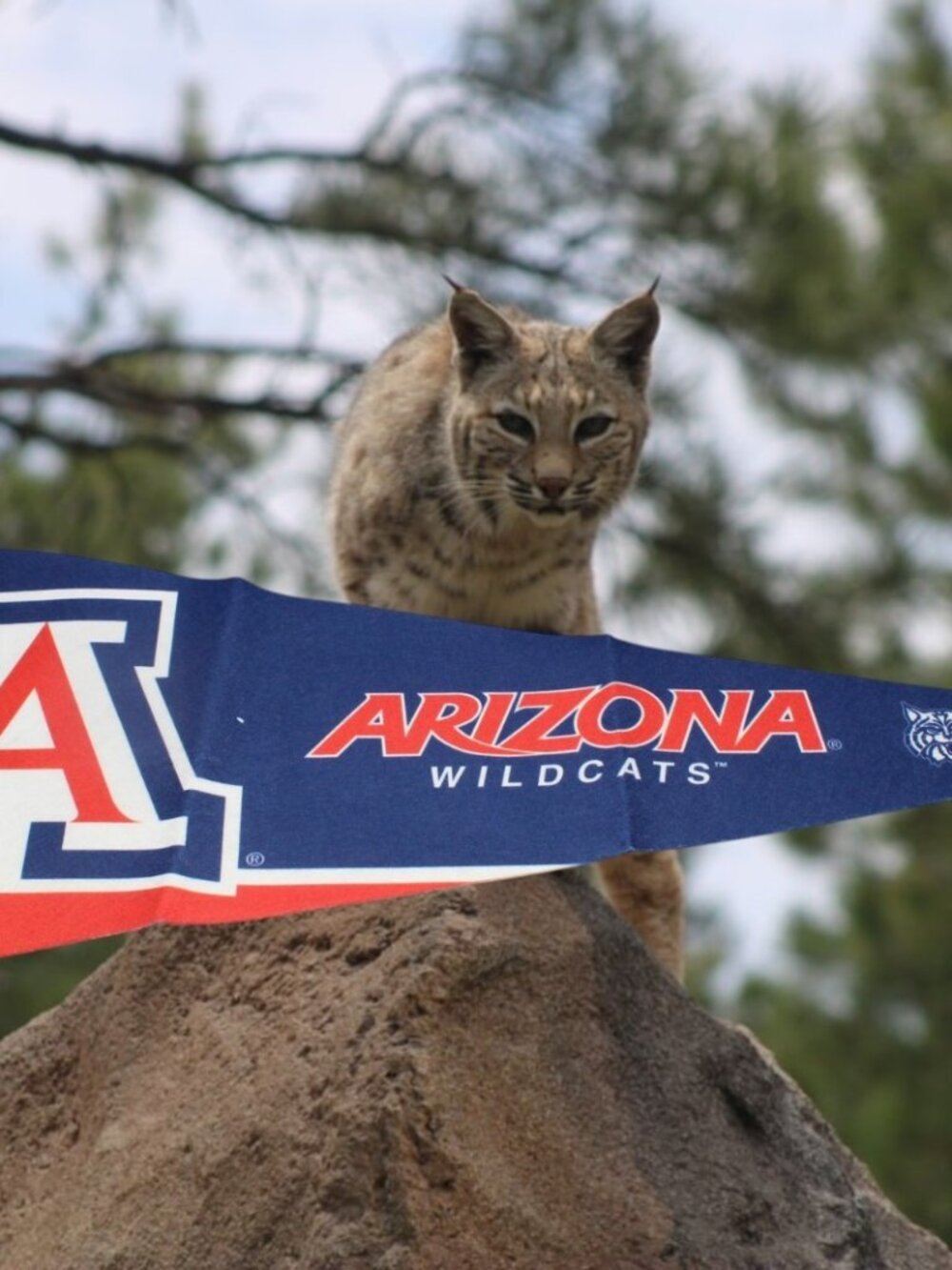 ARIZONA WILDCATS NCAA FELT PENNANT Baseball Banner Collectible